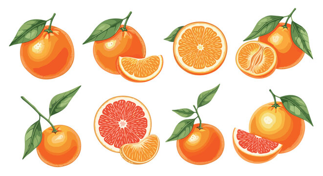 A detailed collection of whole oranges and grapefruits with fresh green leaves rests on a plain background in this colorful fruit illustration set for food design.
