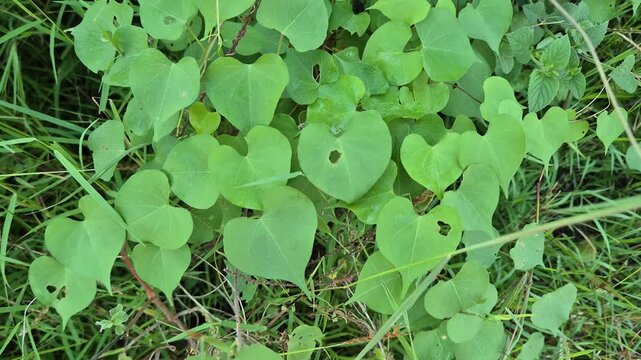 Heart Shaped Green Leaves of Wild Vine Growing in the Grass