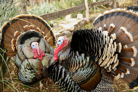 Domestic turkeys standing together in farmyard