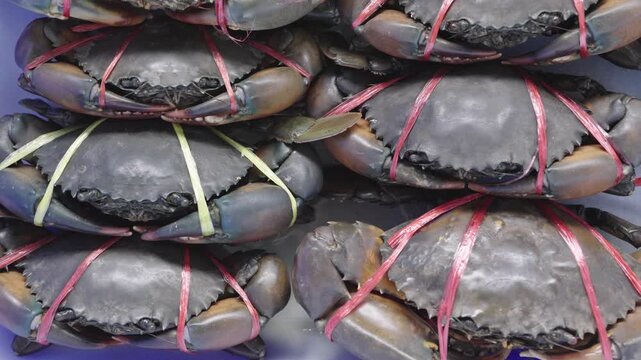 Live mud crabs tied with red straw rope for sale in a traditional seafood market. Close-up view of fresh raw crustaceans with dark shells ready for cooking, boiling or restaurant use.