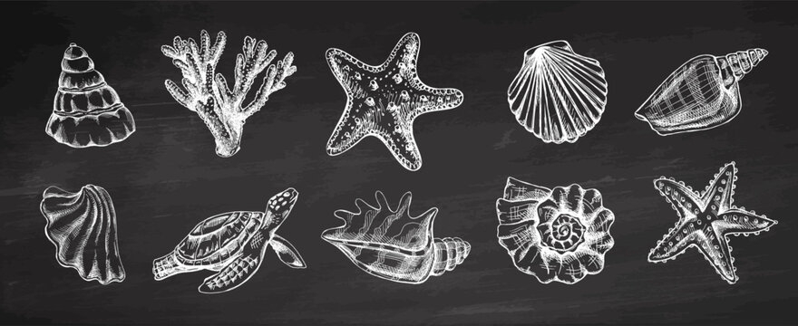 Hand drawn vintage sketch collection of seashells starfish coral and turtle on chalkboard background vector illustration