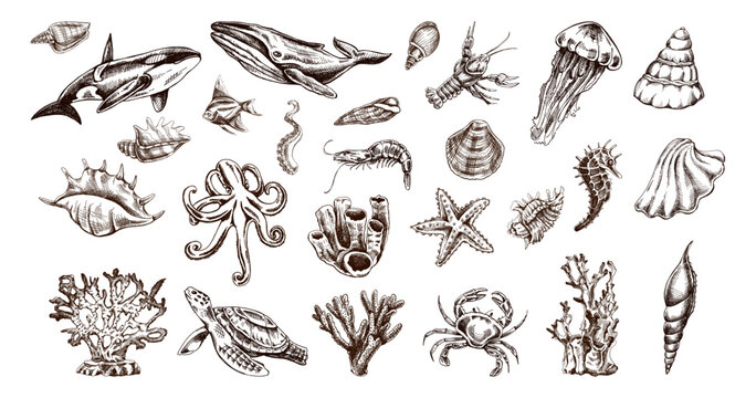 Hand drawn vintage sketch collection of marine animals seashells coral and ocean creatures isolated vector illustration