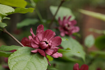 Fototapeta premium Calycanthus