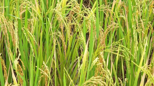 The rice plants are starting to bear grains and are almost ready for harvest.