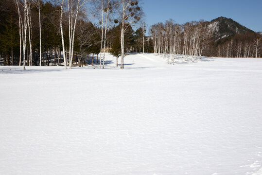 Winter scenery of Kaida Highlands with white birch trees and snow-covered field, Nagano, Japan（開田高原）