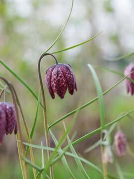 Snake's Head Fritillary (Fritillaria meleagris)