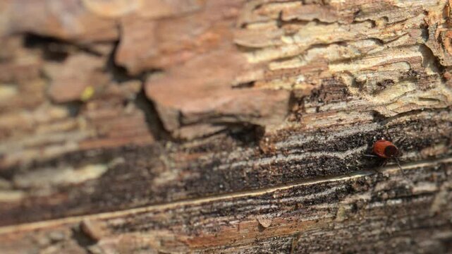 Red tick on tree bark close up