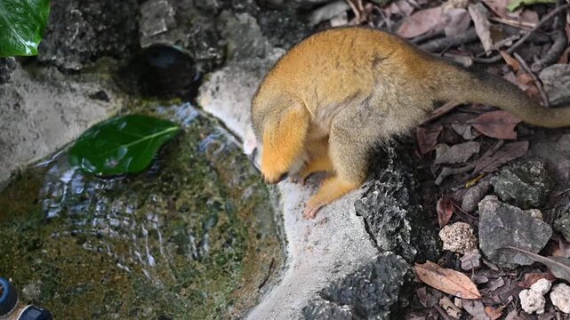 Squirrel monkey drinking water from a pond