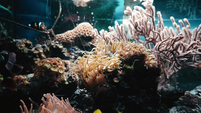 Sea corals are swaying underwater from the undercurrent. Close-up shooting