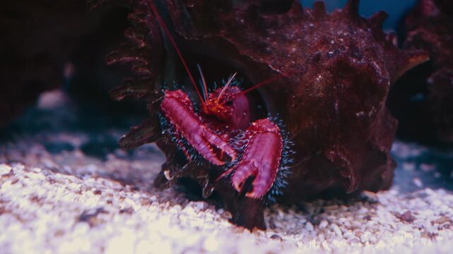 A red crustacean climbs out of a shell and looks at the camera. He moves his claws really well. Close-up shooting