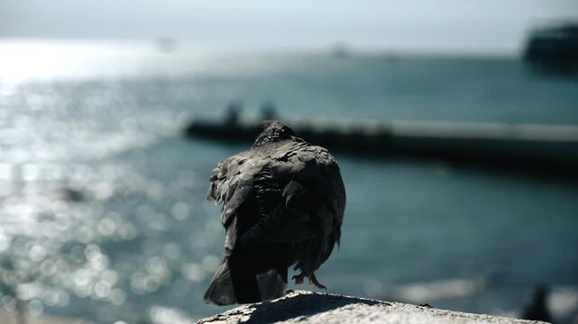The pigeon is blown by the wind and its feathers are moving in the wind. Then the bird flies away. Shooting in slow motion