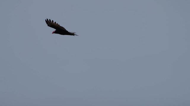 Black vulture gliding in a clear blue sky, occasionally flapping wings and turning while soaring over Lima Peru, natural flight behavior captured in open air, no people present