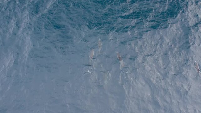 Aerial 4K drone footage of wild dolphins pod swimming in the Atlantic Ocean near Faial Island, Azores, Portugal.