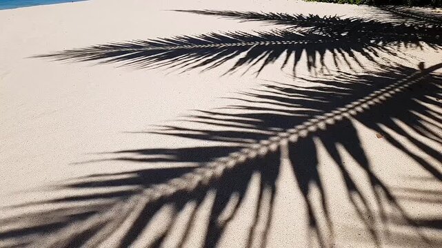 Palm tree shadow moving on white sandy beach by the tropical ocean