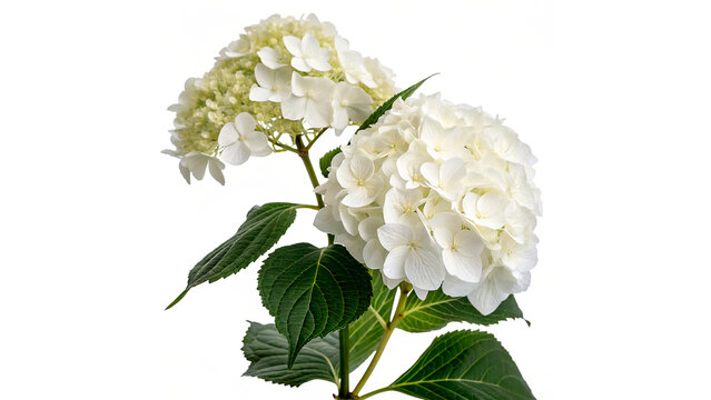 Bunch of fresh white hydrangea flowers with green leaves for wedding decoration and floral design concepts isolated on transparent background