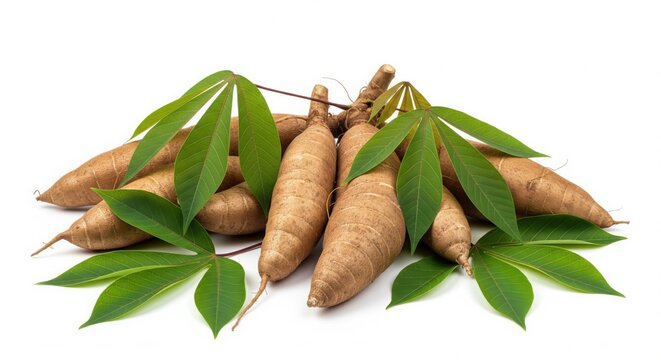 Fresh Cassava Roots with Green Leaves Isolated on White Background
