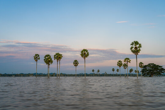 Borassus palms at sunset on Lake Tempe, Sulawesi, Indonesia