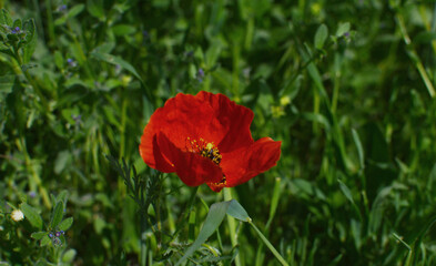 Obraz premium A vibrant red poppy flower blooms in a lush green meadow with soft natural light