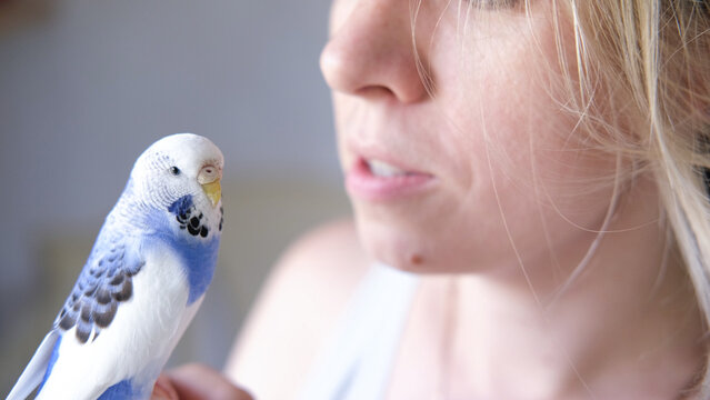 Budgerigar playing with woman. Budgie. Funny blue purple parakeet sitting on owner head. Cute violet tamed bird having fun with people. Friendship, relationship with Pets. Cute domestic animals