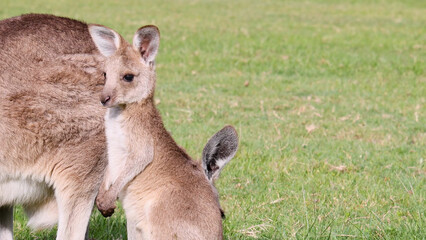 Young Kangaroo Joey Standing Next to Mother in a Green Grassy Field © blueringmedia