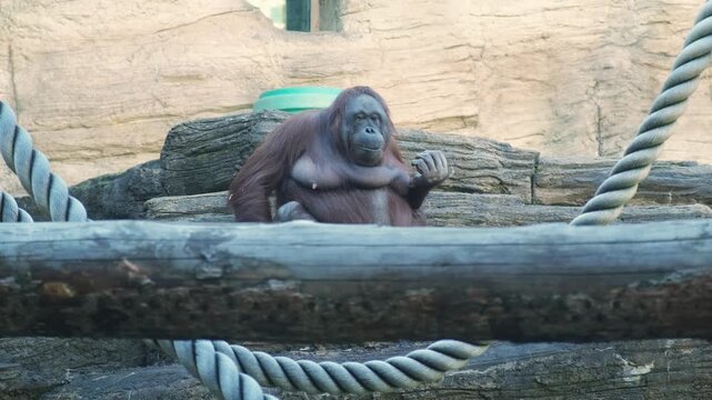 Orangutan Eating Banana While Sitting On Wooden Log In Enclosure. The animal displays manual dexterity and a relaxed feeding posture in a naturalistic zoo habitat