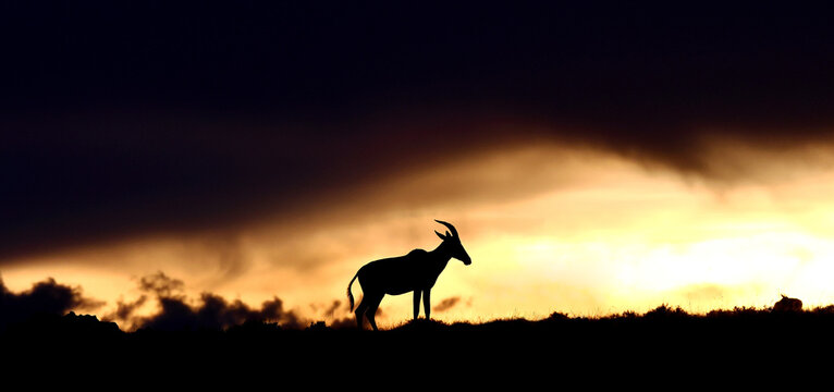 Topi antelope against a stunning sunset sky. Kenya. Masai Mara.