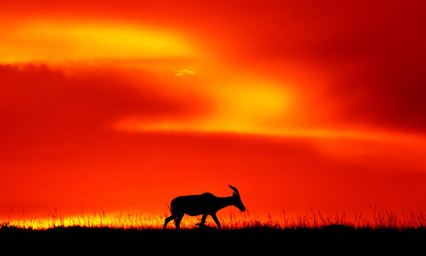 Topi antelope against a stunning sunset sky. Kenya. Masai Mara.