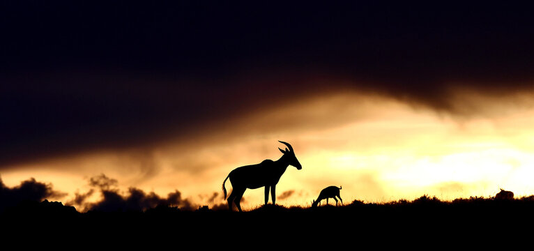 Topi antelopes against a stunning sunset sky. Kenya. Masai Mara.