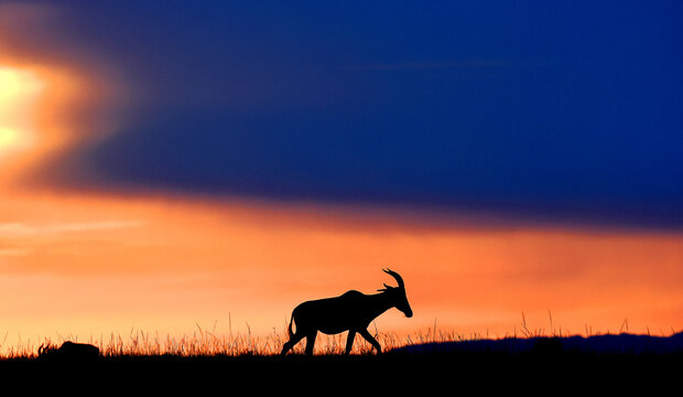 Topi antelope against a stunning sunset sky. Kenya. Masai Mara.