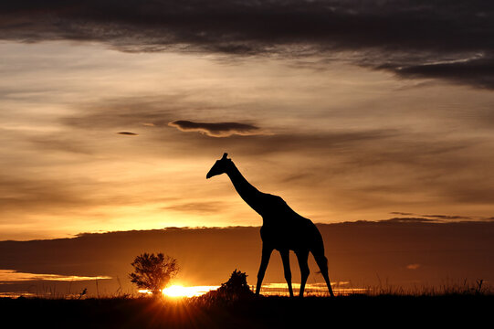 Giraffe against a stunning sunrise sky. Kenya. Masai Mara.
