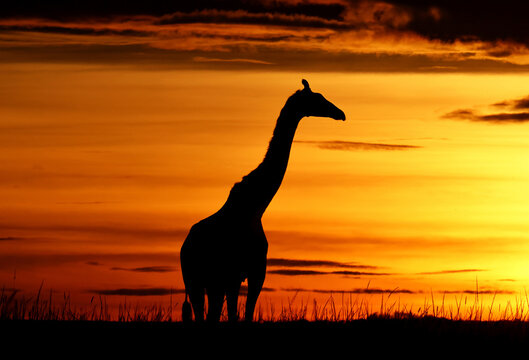Giraffe against a stunning sunrise sky. Kenya. Masai Mara.
