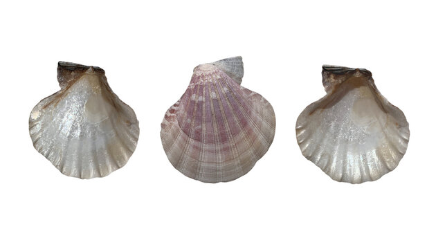 Three delicate scallop seashells with pink and white ridges on a transparent background