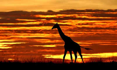 Giraffe against a stunning sunrise sky. Kenya. Masai Mara. © gudkovandrey
