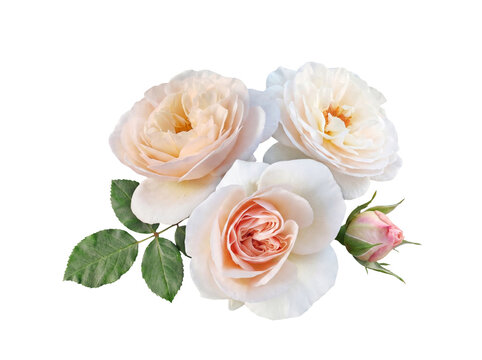 Romantic arrangement of creamy white and peach roses with a delicate pink bud, isolated on transparent background.