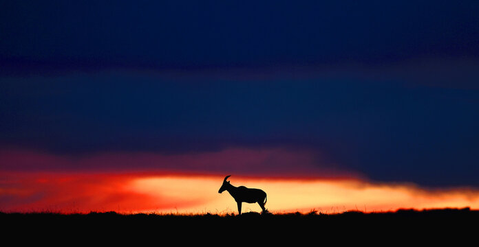 Topi antelope against a stunning sunset sky. Kenya. Masai Mara.
