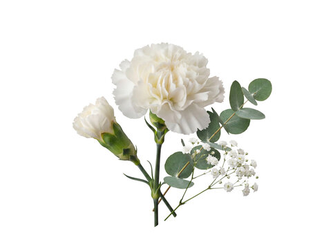 Elegant white carnation with delicate eucalyptus leaves and baby's breath.