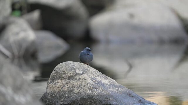 Close up shot of a small plumbeous water redstart bird perched calmly on a river rock with a beautiful blurred water background, tranquil wildlife nature.