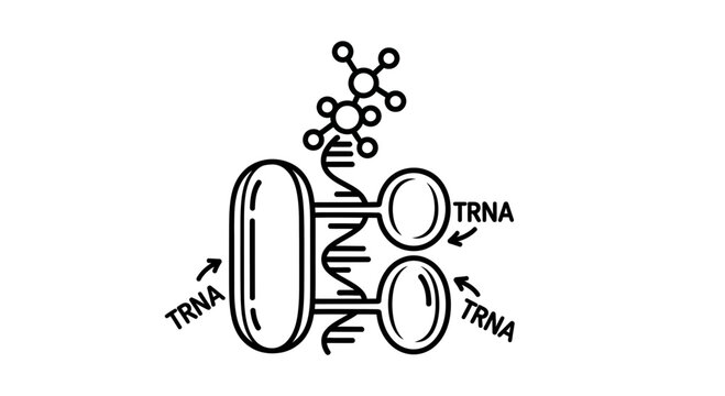 Molecular biology illustration: tRNA molecules interacting with DNA and a protein