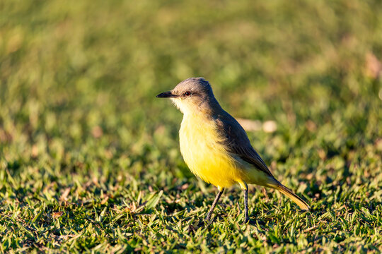 Great kiskadee (Pitangus sulphuratus) passerine bird in the tyrant flycatcher family Tyrannidae. Barigui Park municipal park, Curitiba, Parana. Brazil. Brazilian wildlife