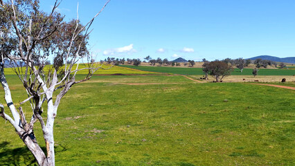 Fototapeta premium Eucalyptus Tree Overlooking Sunlit Green Pastures in Rural New South Wales