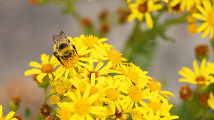 Close-up of a Bumblebee Collecting Nectar from Yellow Wildflowers in Fife © blueringmedia