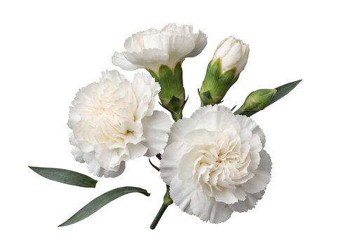 Group of pristine white carnation flowers and buds with green leaves.