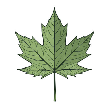 A detailed illustration of a single green maple leaf with prominent veins and serrated edges, set against a white background.
