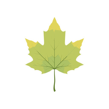 A single, stylized illustration of a light green maple leaf with yellow tips against a white background.