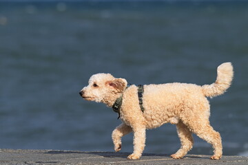 Pudel bei einem Spaziergang an der Ostsee  © Karin Jähne