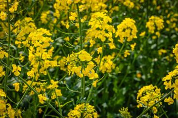 Obraz premium Bright Yellow Flowers in a Field During Springtime Showing Nature's Bloom and Growth