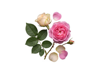 Fototapeta premium Elegant composition of pink and cream roses with green leaves and scattered petals on a transparent background.