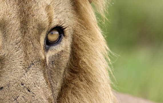 View of an extreme close-up of a male lion's eye showing the golden iris and textured fur with facial scars in Waterberg District Municipality, Limpopo, South Africa.