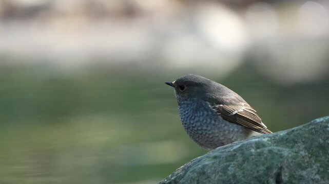 Cinematic profile shot of a beautiful female plumbeous water redstart bird perched on a river rock, illuminated by warm sunlight against a bright blurred bokeh background.