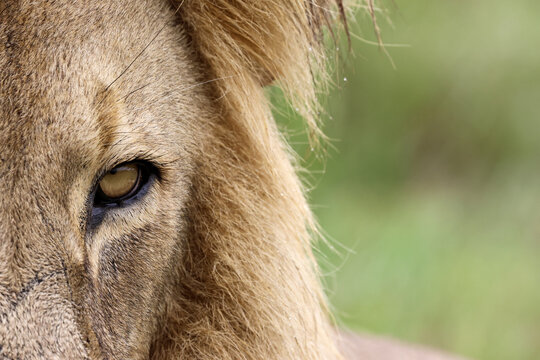 View of a close-up of a male lion's intense yellow eye and golden mane with a soft green background in the wilderness of Waterberg District Municipality, Limpopo, South Africa.